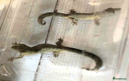 Gecko reptiles for sale: Bauers Chameleon Geckos & Set up - Image 6