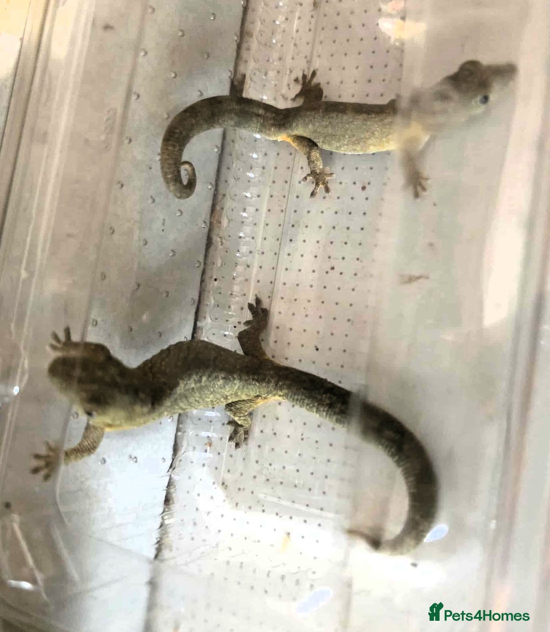 Gecko reptiles for sale: Bauers Chameleon Geckos & Set up - Image 6