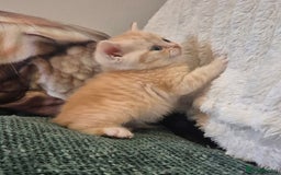 British Shorthair cats for sale: Beautiful British shorthair kittens - Image 20