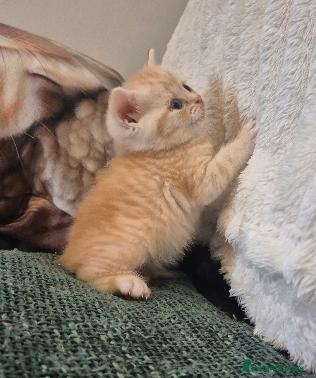 British Shorthair cats for sale: Beautiful British shorthair kittens - Image 20