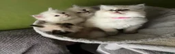 Ragdoll cats for sale: Beautiful Ragdoll Kittens - Advert 11