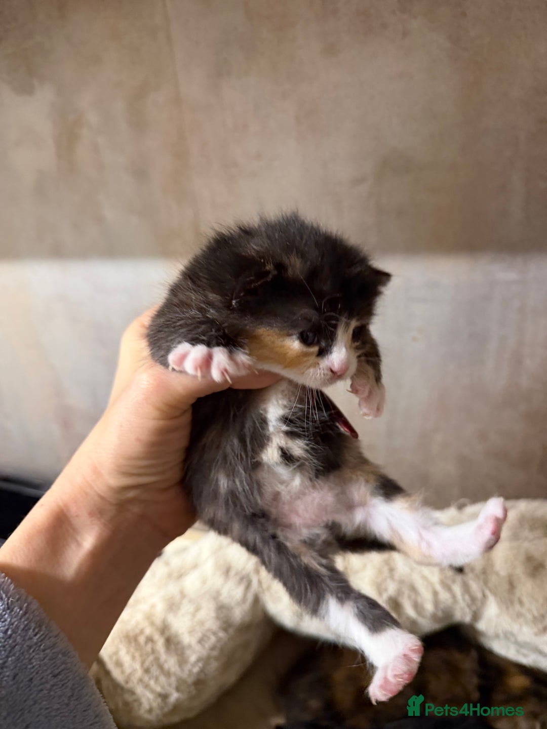 British Shorthair cats for sale: Adorable Kittens, Will be Ready from 22 December! - Advert 7