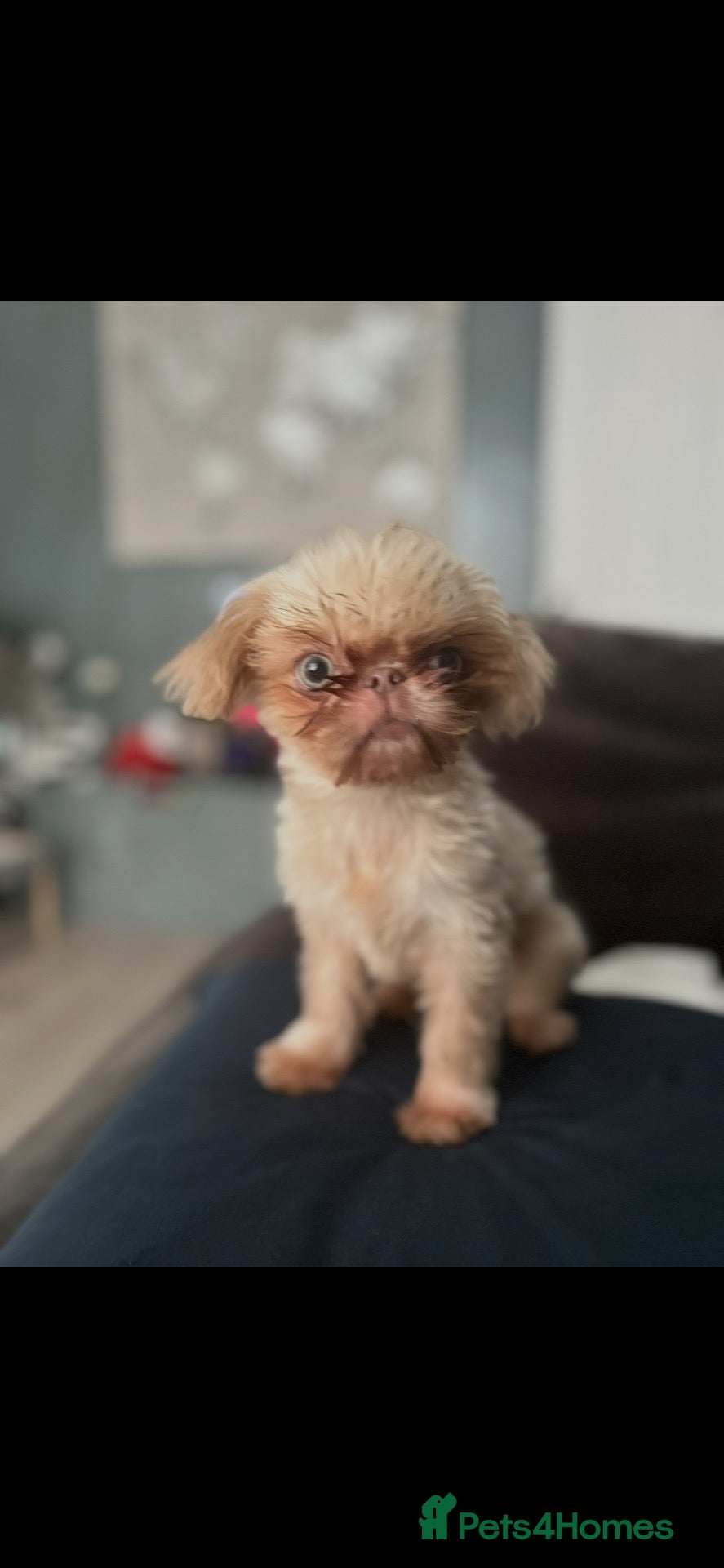 Shih Tzu dogs Tiny Ted - Advert 4