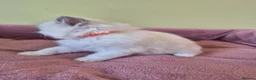 Ragdoll cats for sale: Ragdoll kittens GCCF regsitered - Advert 15