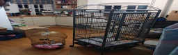Parrots birds for sale: Mutation blue Indian ringneck parrot full setup in Stourport-on-Severn - Advert 3