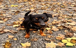 Mixed Breed dogs for sale: Miniature JackChi Puppy’s for sale.  - Image 3