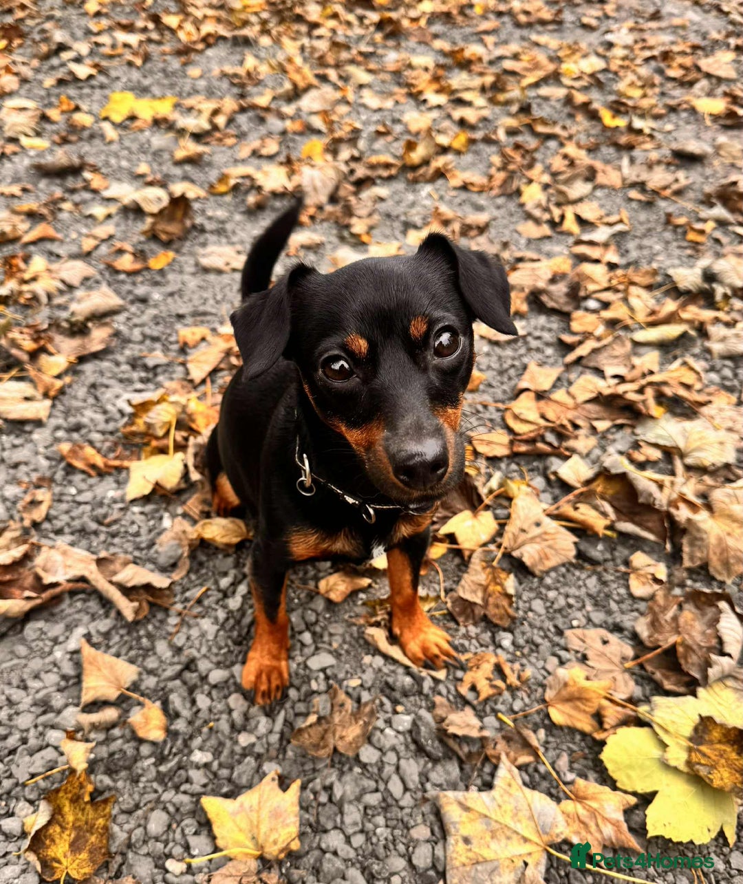 Mixed Breed dogs for sale: Miniature JackChi Puppy’s for sale.  - Image 3