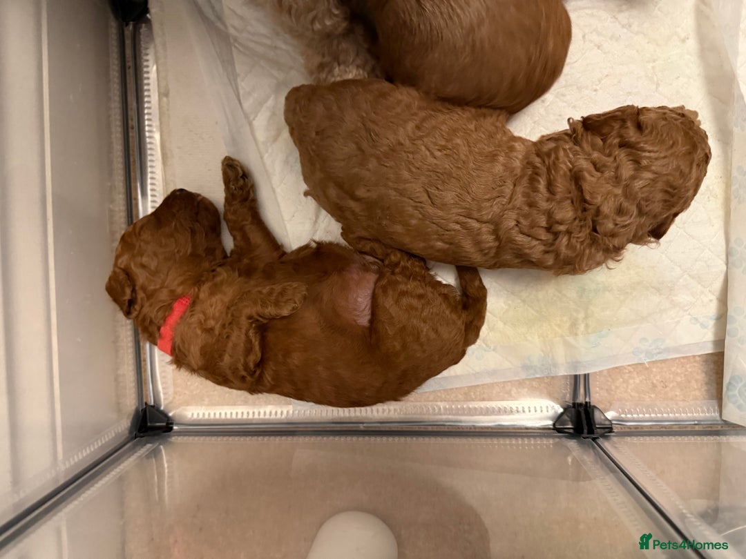 Cockapoo dogs for sale: Championship bloodline F1B toy Cockapoos  - Advert 18