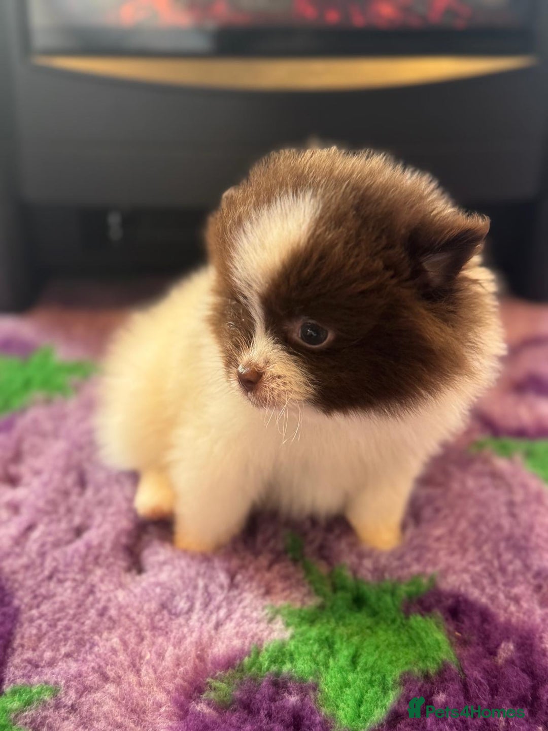 Pomeranian dogs for sale: Kc Beautiful chocolate parti poms 🤎🤍 - Advert 10