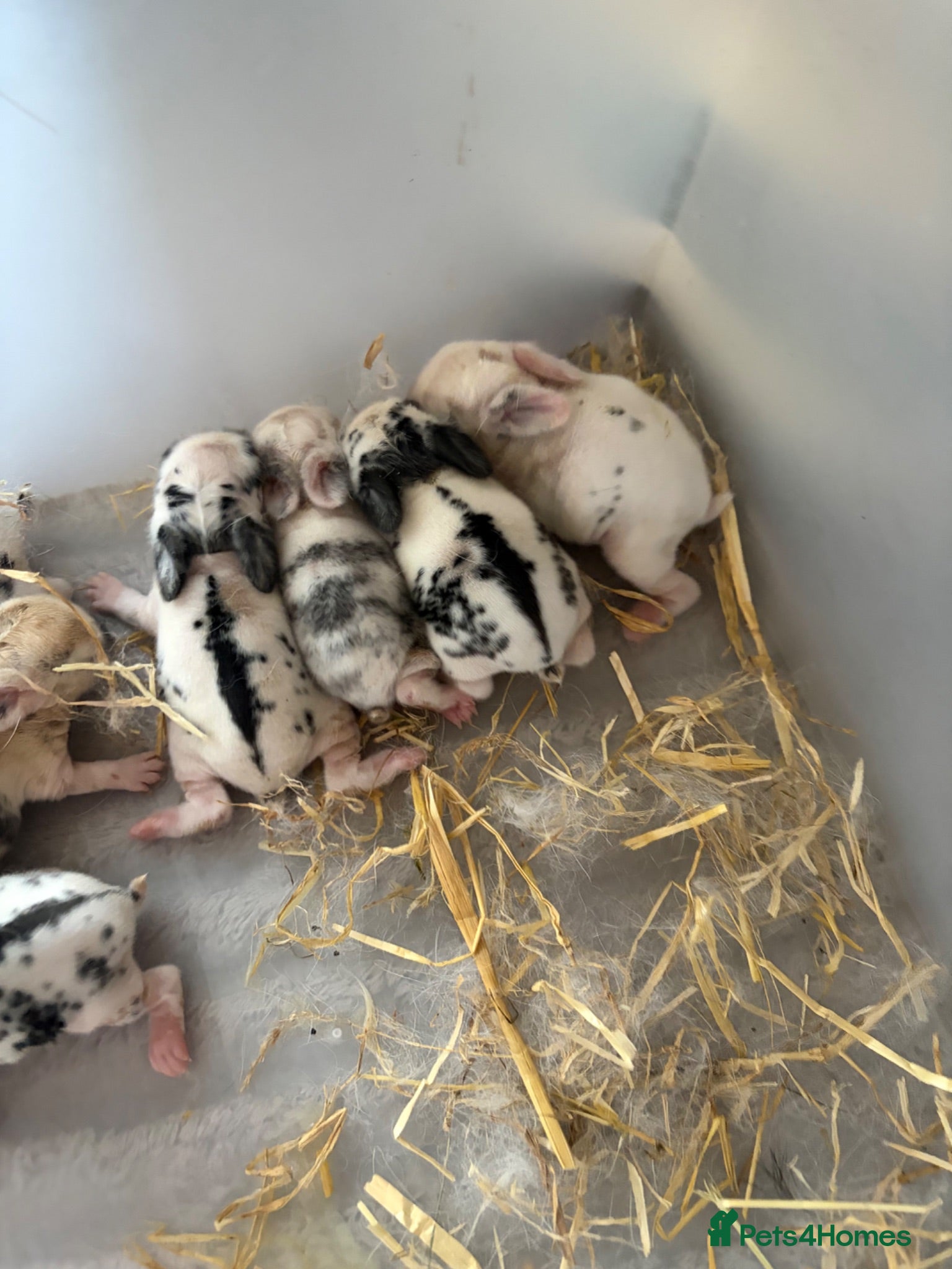 Mixed Breed rabbits 8x Mini lion lop bunnies - Advert 12