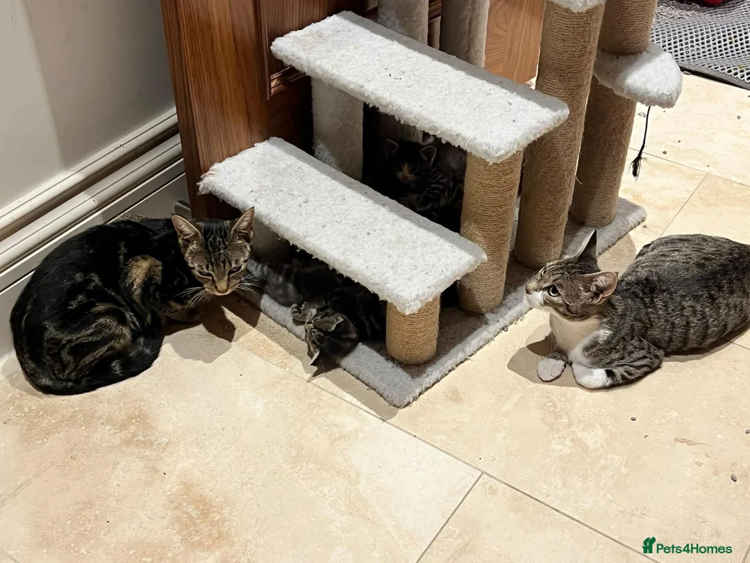 Mixed Breed cats for adoption: Mama Chloe looking for a home - Advert 2
