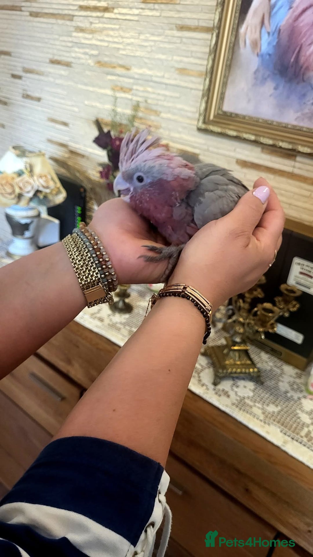 Cockatoo birds for sale: Galah cockatoos babies DNA tested  - Advert 4