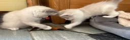Ragdoll cats for sale: Beautiful Ragdolls-Vaccinated-2 boys-3 girls.  - Advert 3