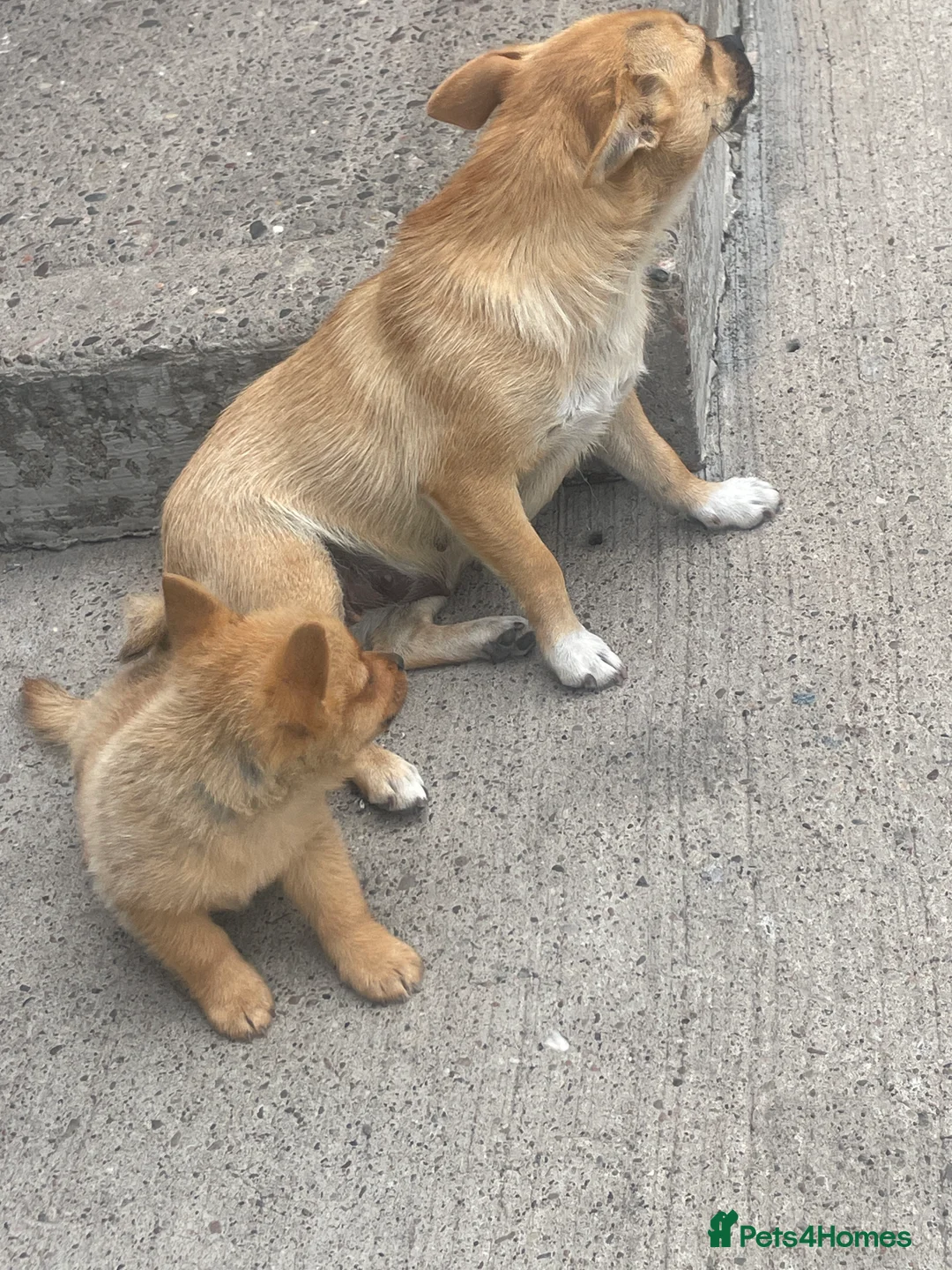 Jack Russell dogs for sale: Boy puppy  - Advert 2