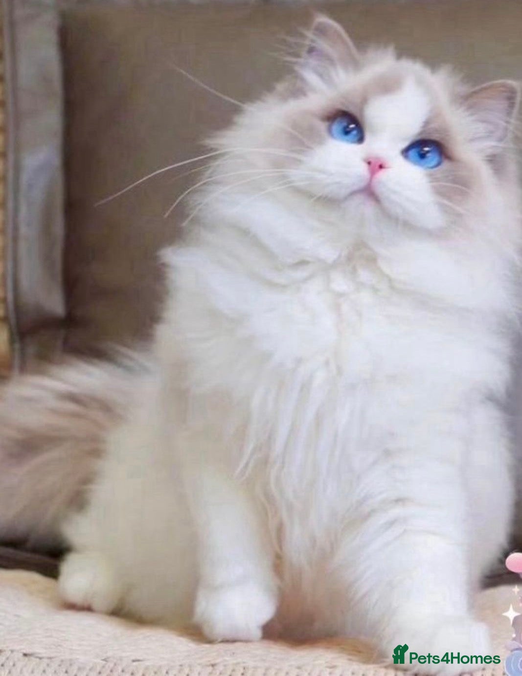 Ragdoll cats GCCF registered active queen ragdoll - Advert 1
