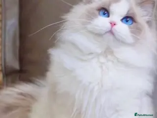 Ragdoll cats GCCF registered active queen ragdoll - Advert 1