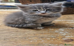 Maine Coon cats for sale: Maincoon cross Ragdoll kittens  - Image 18
