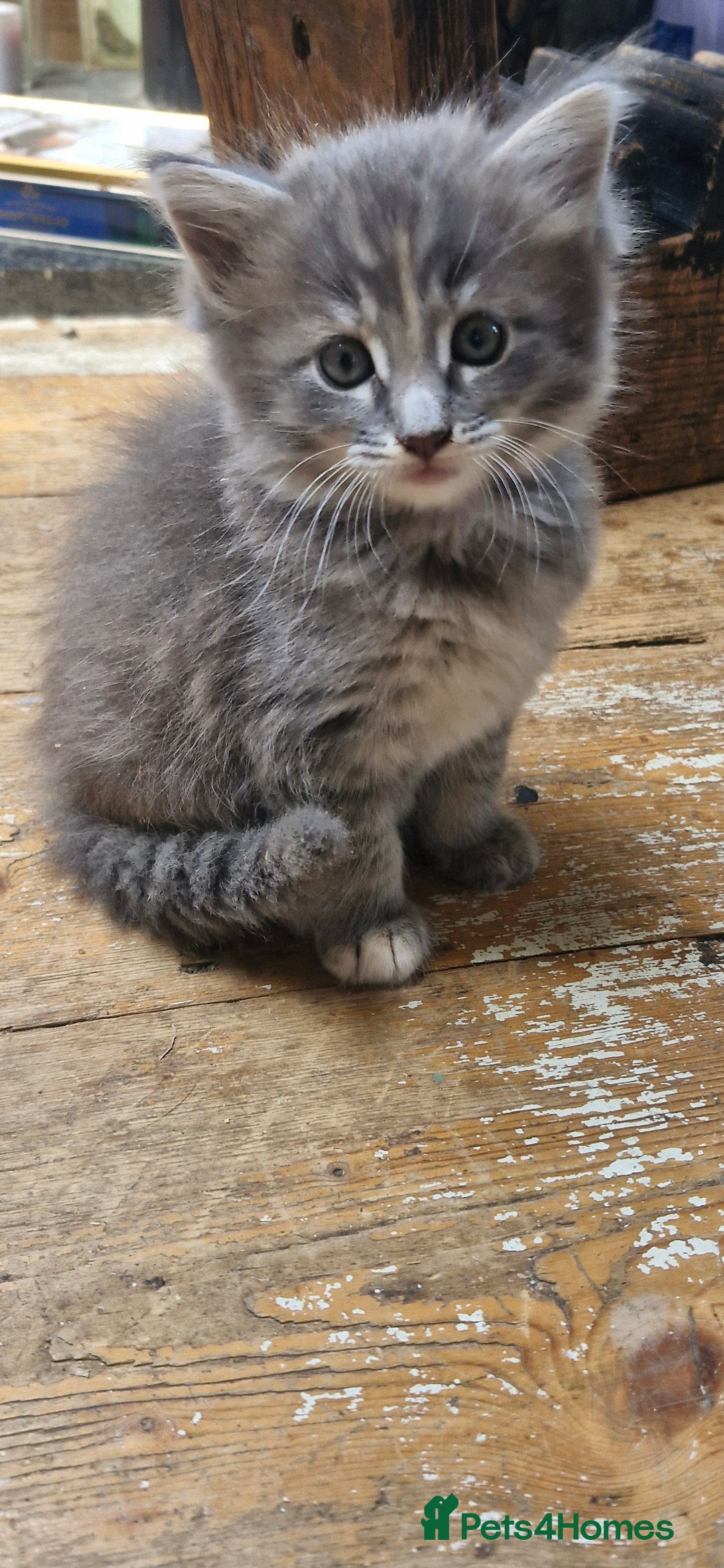 Maine Coon cats for sale: Maincoon cross Ragdoll kittens  - Image 18