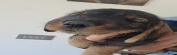 Dachshund dogs for sale: Working teckel pups.  - Advert 8