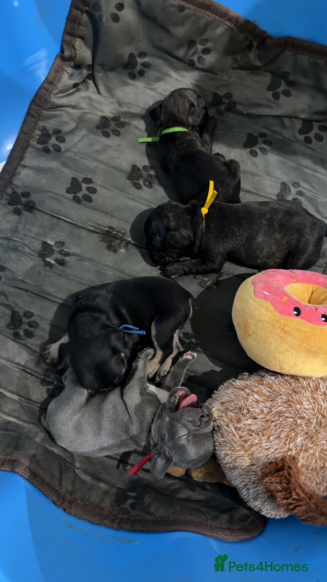 French Bulldog dogs French bulldog puppies for forever home!! - Advert 1