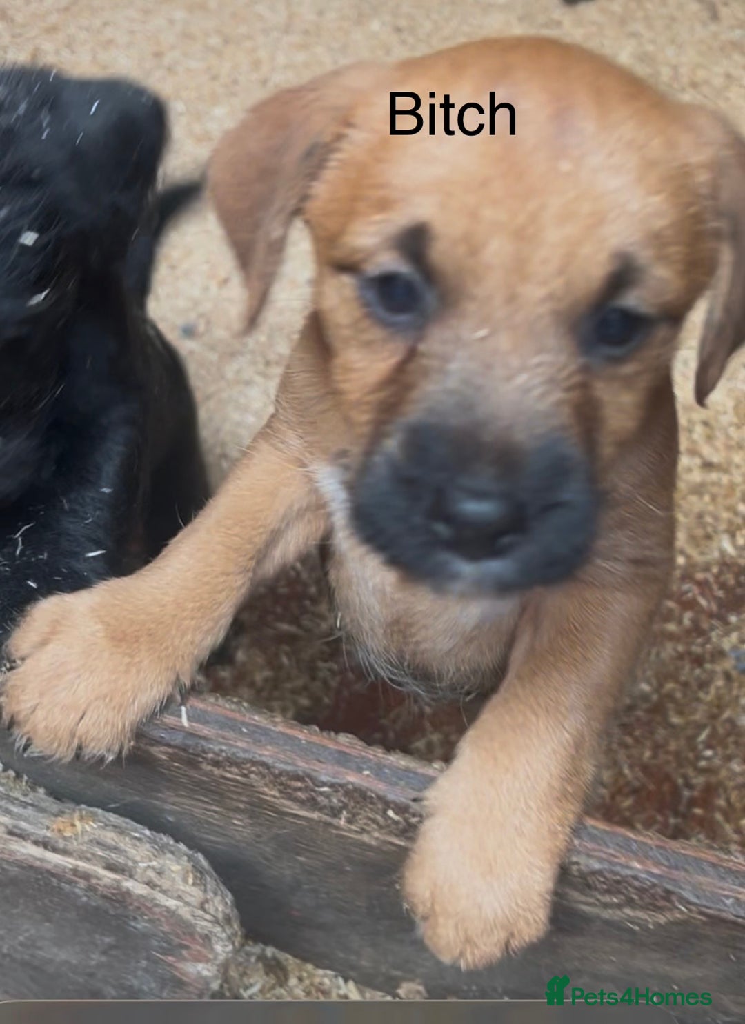 Mixed Breed dogs for sale: Patterdale x Boarder Lakeland Terrier puppies - Advert 5