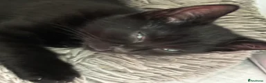 Domestic Shorthair 3