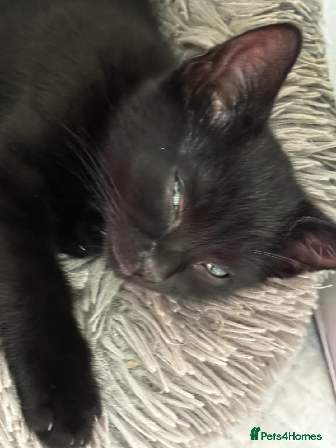 Domestic Shorthair cats for sale: Three beautiful male black kittens in Burnham-on-Sea - Advert 2