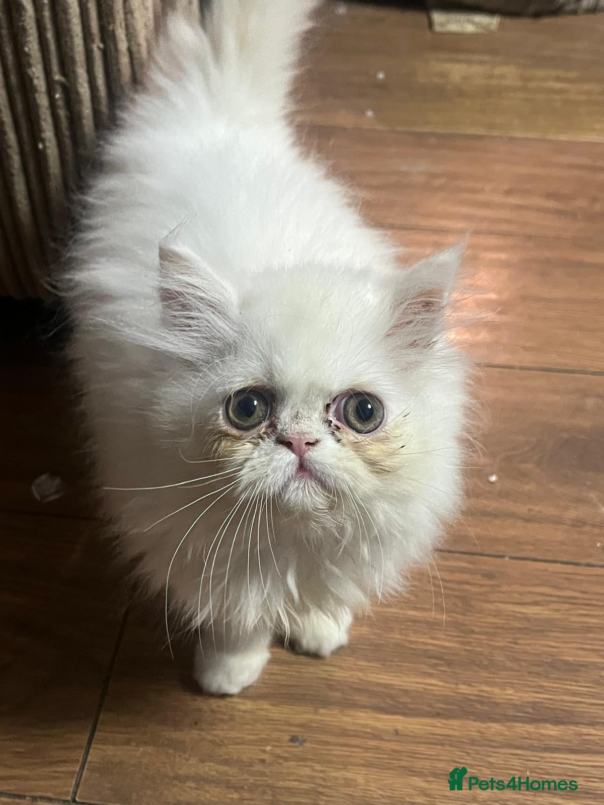 Persian cats White male Persian for sale - Advert 2