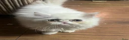 Persian cats for sale: White male Persian for sale - Advert 2