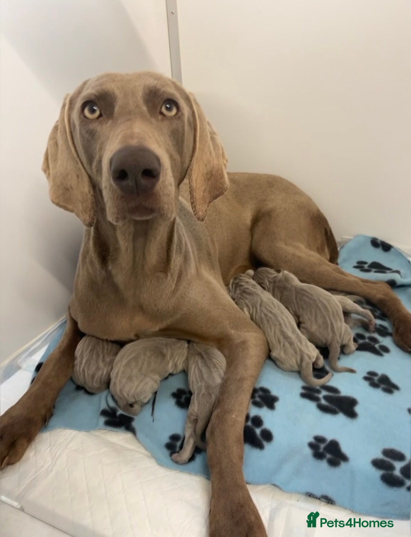 Weimaraner dogs Stunning litter of Silver Weimaraner Puppies. - Advert 3