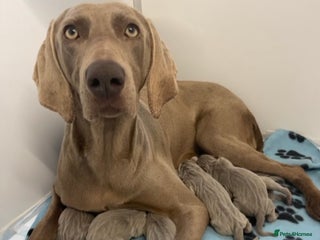 Weimaraner dogs Stunning litter of Silver Weimaraner Puppies. - Advert 3