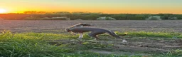 Whippet dogs for sale: Confirmed 5 Whippet Pups  in Doncaster - Advert 3