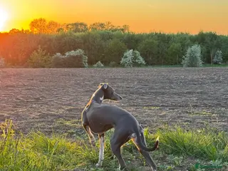 Whippet dogs **Confirmed 5 Whippet Pups** - Advert 1