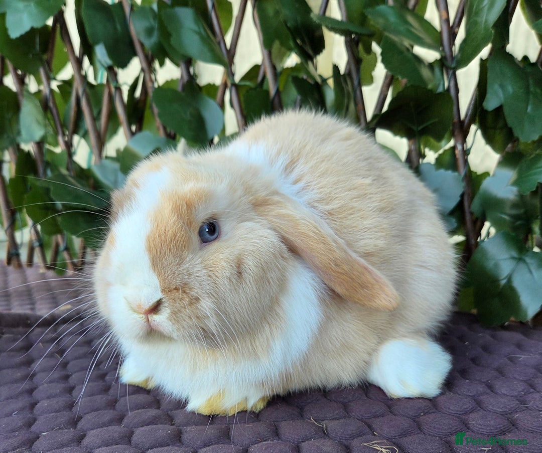Mini Lop rabbits for sale: Pure mini lop babies  - Advert 29