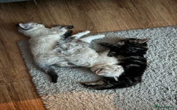 Mixed Breed cats for sale: Friendly kitten for sale - Image 7