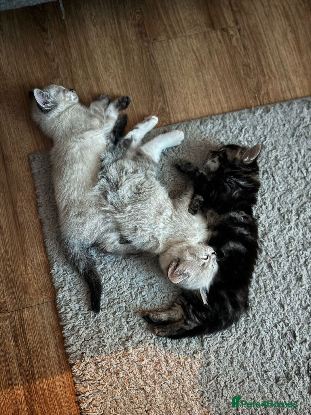 Mixed Breed cats for sale: Friendly kitten for sale - Image 7