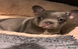 French Bulldog dogs for sale: Lilic frenchie - Image 4