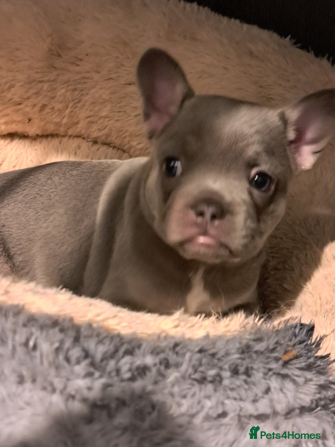 French Bulldog dogs for sale: Lilic frenchie - Image 4