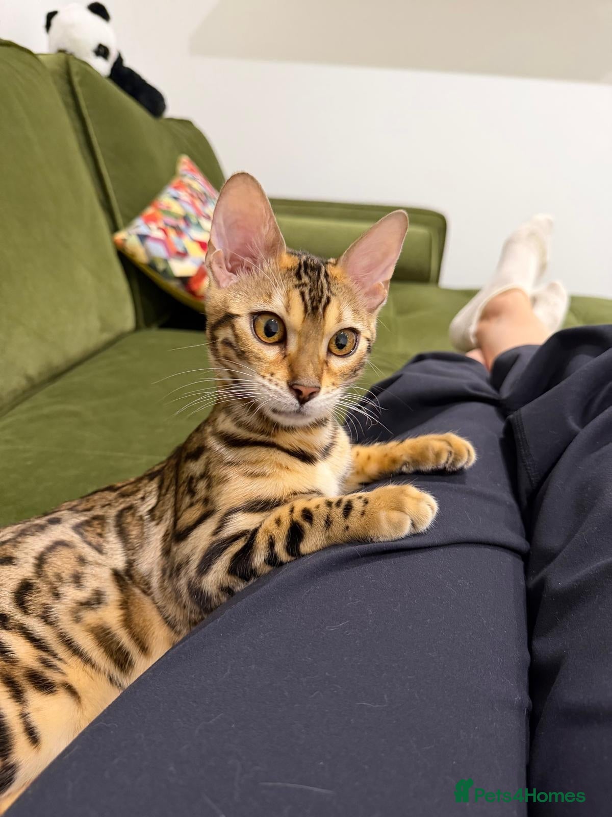 Bengal cats Bengal cat (still a kitten)  - Advert 6