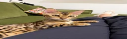 Bengal cats for sale: Bengal cat (still a kitten)  in Greenford - Advert 1