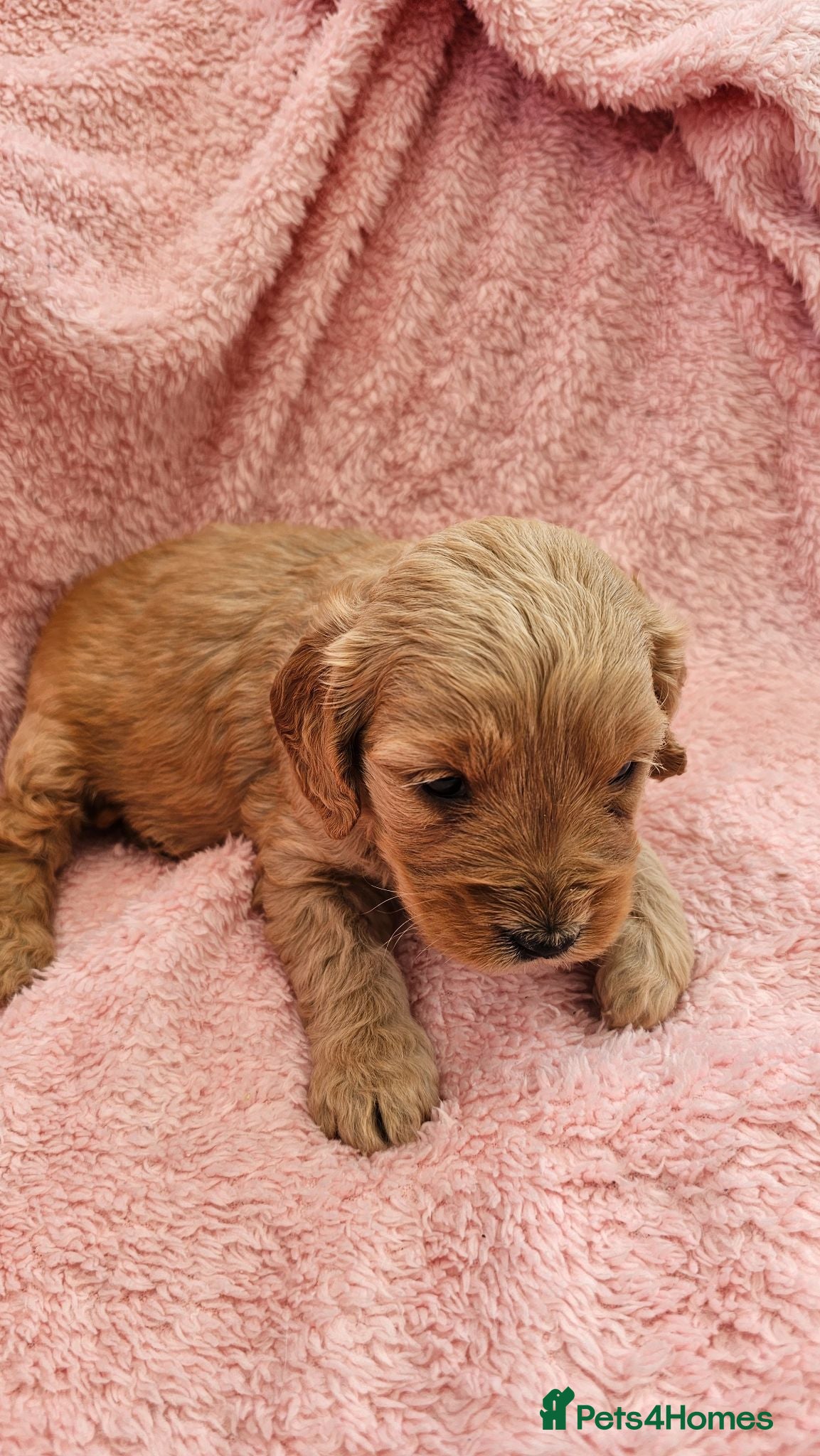 Mini Goldendoodle dogs Beautiful Mini Golden doodle girls available - Advert 1