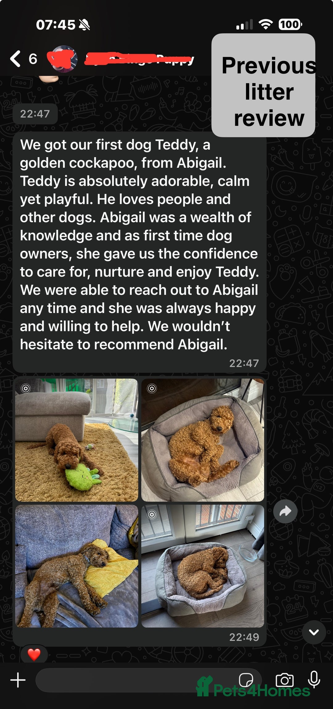 Cockapoo dogs for sale: Beautiful health tested cockapoos, ready Nov 💙💗 - Image 9