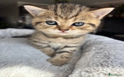 British Shorthair cats for sale: 💎Rare BSH Kittens💎Pedigree Champion Blood Line💎 - Image 34