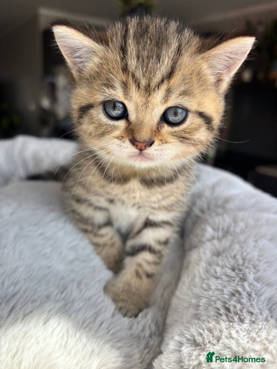 British Shorthair cats for sale: 💎Rare BSH Kittens💎Pedigree Champion Blood Line💎 - Image 34