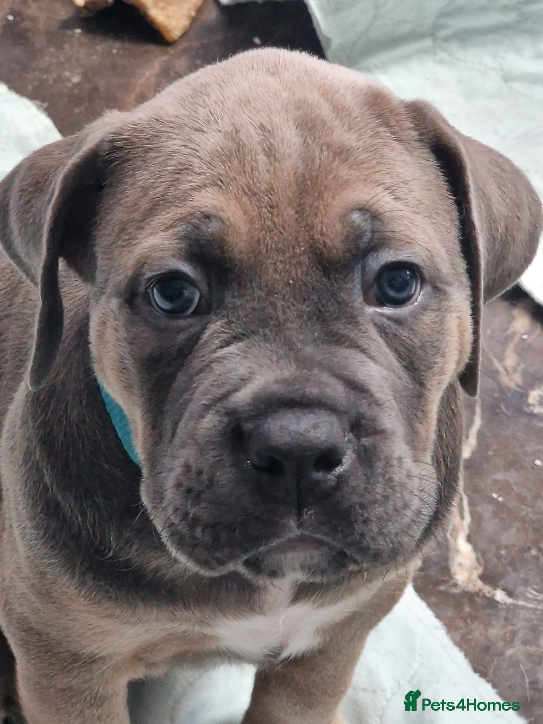 Cane Corso dogs for sale: Excellent Formentino Corso male puppies for sale.  - Image 9