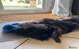 Miniature Schnauzer dogs for sale: Lovely KC Mini Schnauzer 4 months Fully Vaccinated - Image 8