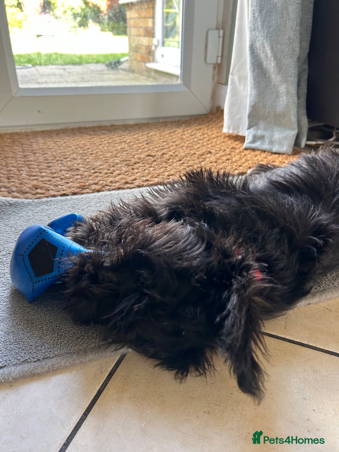 Miniature Schnauzer dogs for sale: Lovely KC Mini Schnauzer 4 months Fully Vaccinated - Image 8