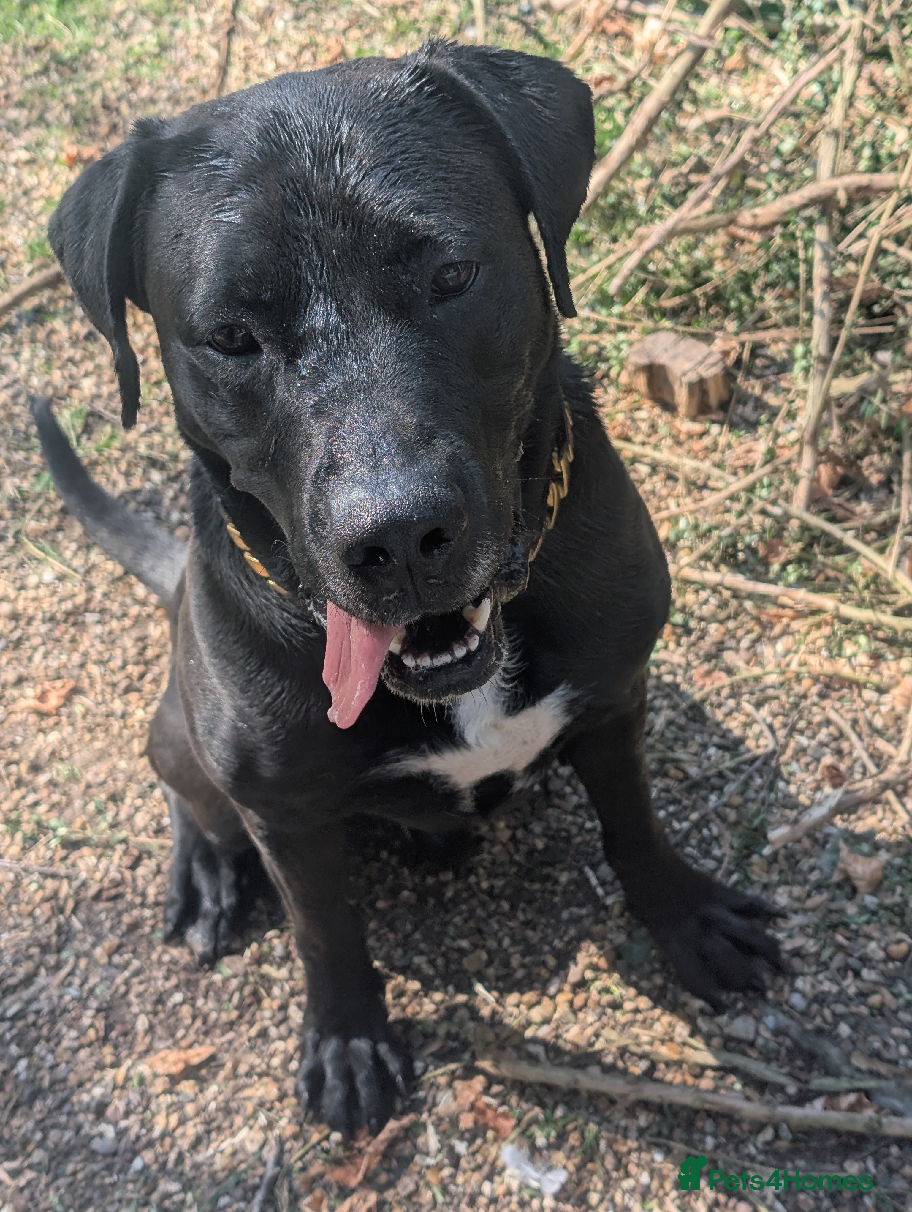 Mixed Breed dogs For rehoming  - Advert 2