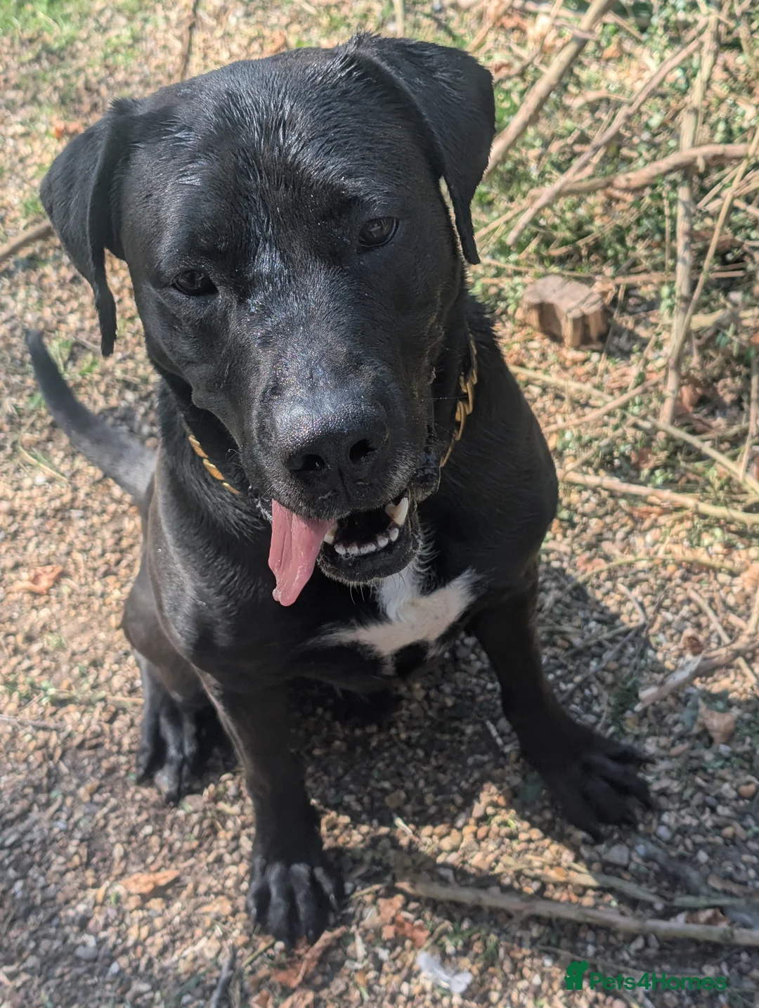 Mixed Breed dogs for sale: For rehoming  - Advert 1