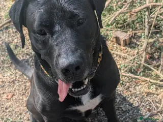 Mixed Breed dogs For rehoming - Advert 2